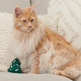 Tchibo Kedi Oyuncağı
