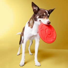 Tchibo Köpek Frizbisi