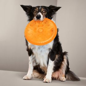 Tchibo Köpek Frizbisi