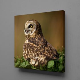 Technopa Baykuş 70x70 cm Kanvas Tablo