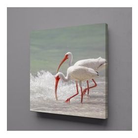 Technopa Beyaz Flamingolar 25x25 cm Kanvas Tablo