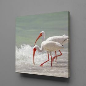 Technopa Beyaz Flamingolar 70x70 cm Kanvas Tablo