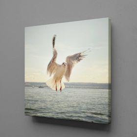 Technopa Beyaz Martı 40x40 cm Kanvas Tablo