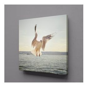 Technopa Beyaz Martı 50x50 cm Kanvas Tablo