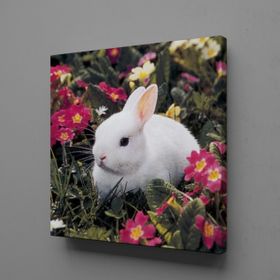Technopa Beyaz Tavşan 60x60 cm Kanvas Tablo