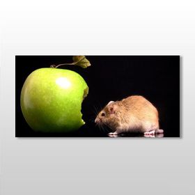 Technopa Elma ve Hamster 240x120 cm Kanvas Tablo