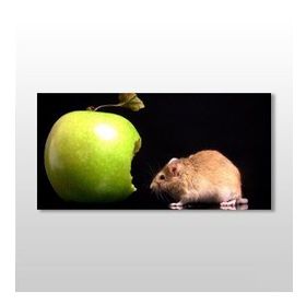 Technopa Elma ve Hamster 60x30 cm Kanvas Tablo