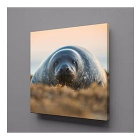 Technopa Fok Balığı 120x120 cm Kanvas Tablo