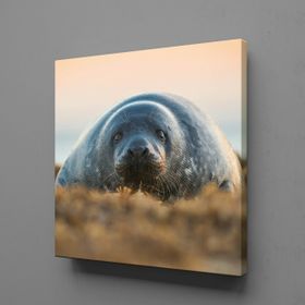Technopa Fok Balığı 40x40 cm Kanvas Tablo