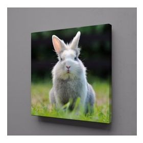 Technopa Gri Tavşan 90x90 cm Kanvas Tablo