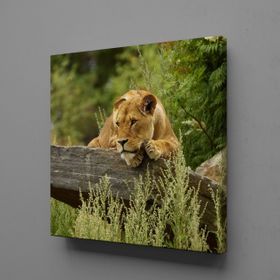 Technopa Kahverengi Aslan 130x130 cm Kanvas Tablo