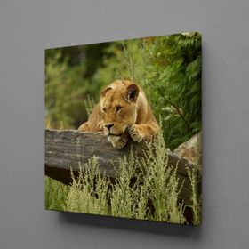 Technopa Kahverengi Aslan 60x60 cm Kanvas Tablo