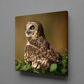 Technopa Kahverengi Baykuş 40x40 cm Kanvas Tablo