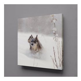 Technopa Kahverengi Kurt 40x40 cm Kanvas Tablo