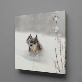 Technopa Kahverengi Kurt 40x40 cm Kanvas Tablo