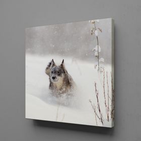 Technopa Kahverengi Kurt 90x90 cm Kanvas Tablo