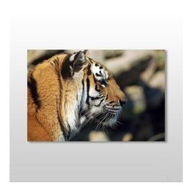 Technopa Kaplan 105x70 cm Kanvas Tablo