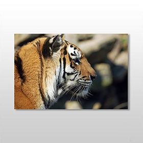 Technopa Kaplan 150x100 cm Kanvas Tablo