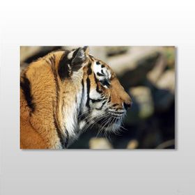 Technopa Kaplan 75x50 cm Kanvas Tablo