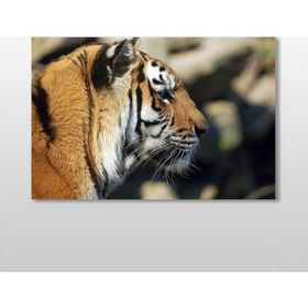 Technopa Kaplan 90x60 cm Kanvas Tablo