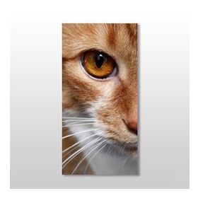 Technopa Kedi 40x60 cm Kanvas Tablo