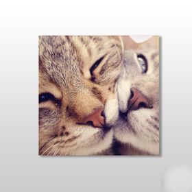 Technopa Kedi Çift 100x100 cm Kanvas Tablo
