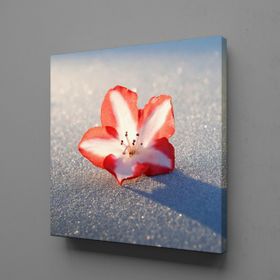Technopa Kırmızı Beyaz Çiçek Tanesi 60x60 cm Kare Kanvas Tablo