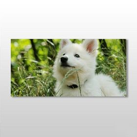 Technopa Köpek Beyaz 180x90 cm Kanvas Tablo