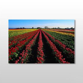 Technopa Lale Tarlası 150x100 cm Kanvas Tablo