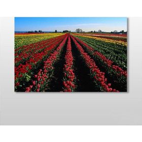 Technopa Lale Tarlası 30x20 cm Kanvas Tablo