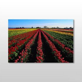 Technopa Lale Tarlası 60x40 cm Kanvas Tablo