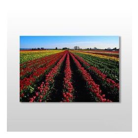 Technopa Lale Tarlası 90x60 cm Kanvas Tablo