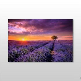 Technopa Mor Çiçekli Tarla 45x30 cm Kanvas Tablo