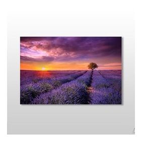 Technopa Mor Çiçekli Tarla 75x50 cm Kanvas Tablo