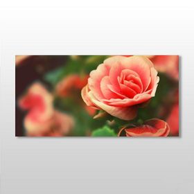 Technopa Pembe Gül 120X60 cm Kanvas Tablo