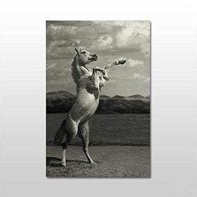 Technopa Şaha Kalkan At 100x50 cm Kanvas Tablo