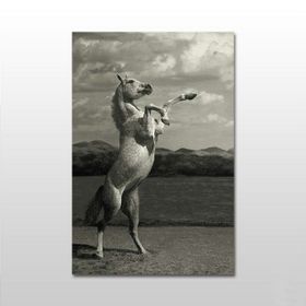 Technopa Şaha Kalkan At 120x60 cm Kanvas Tablo