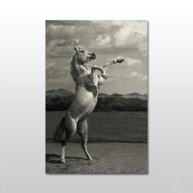 Technopa Şaha Kalkan At 120x60 cm Kanvas Tablo