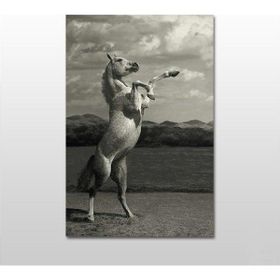 Technopa Şaha Kalkan At 140x70 cm Kanvas Tablo