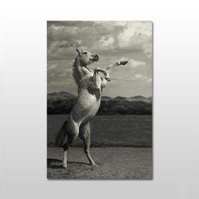 Technopa Şaha Kalkan At 160x80 cm Kanvas Tablo