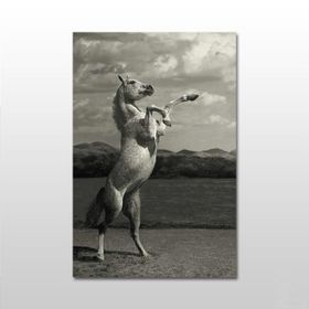 Technopa Şaha Kalkan At 160x80 cm Kanvas Tablo
