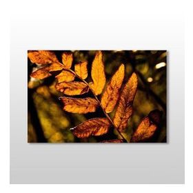 Technopa Sonbahar Yaprak 60x40 cm Kanvas Tablo