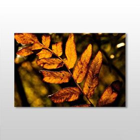 Technopa Sonbahar Yaprak 75x50 cm Kanvas Tablo