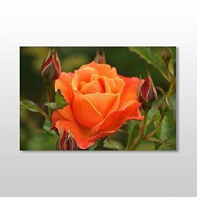 Technopa Turuncu Gül 105x70 cm Kanvas Tablo
