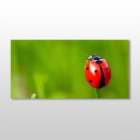Technopa Uğur Böceği 100x50 cm Kanvas Tablo