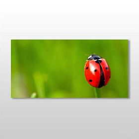 Technopa Uğur Böceği 160x80 cm Kanvas Tablo