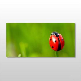 Technopa Uğur Böceği 160x80 cm Kanvas Tablo