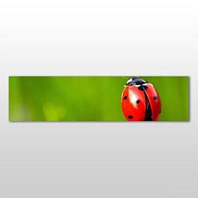 Technopa Uğur Böceği 240x80 cm Kanvas Tablo