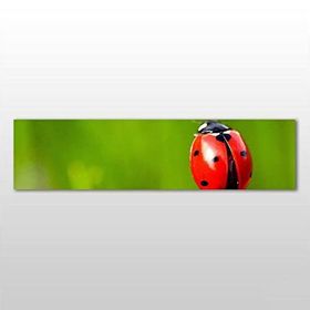 Technopa Uğur Böceği 240x80 cm Kanvas Tablo