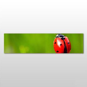 Technopa Uğur Böceği 270x90 cm Kanvas Tablo